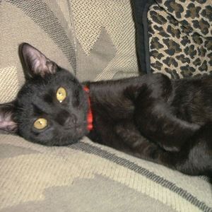 Vintage, Music, Alternative, Fetish, Hip and Cool